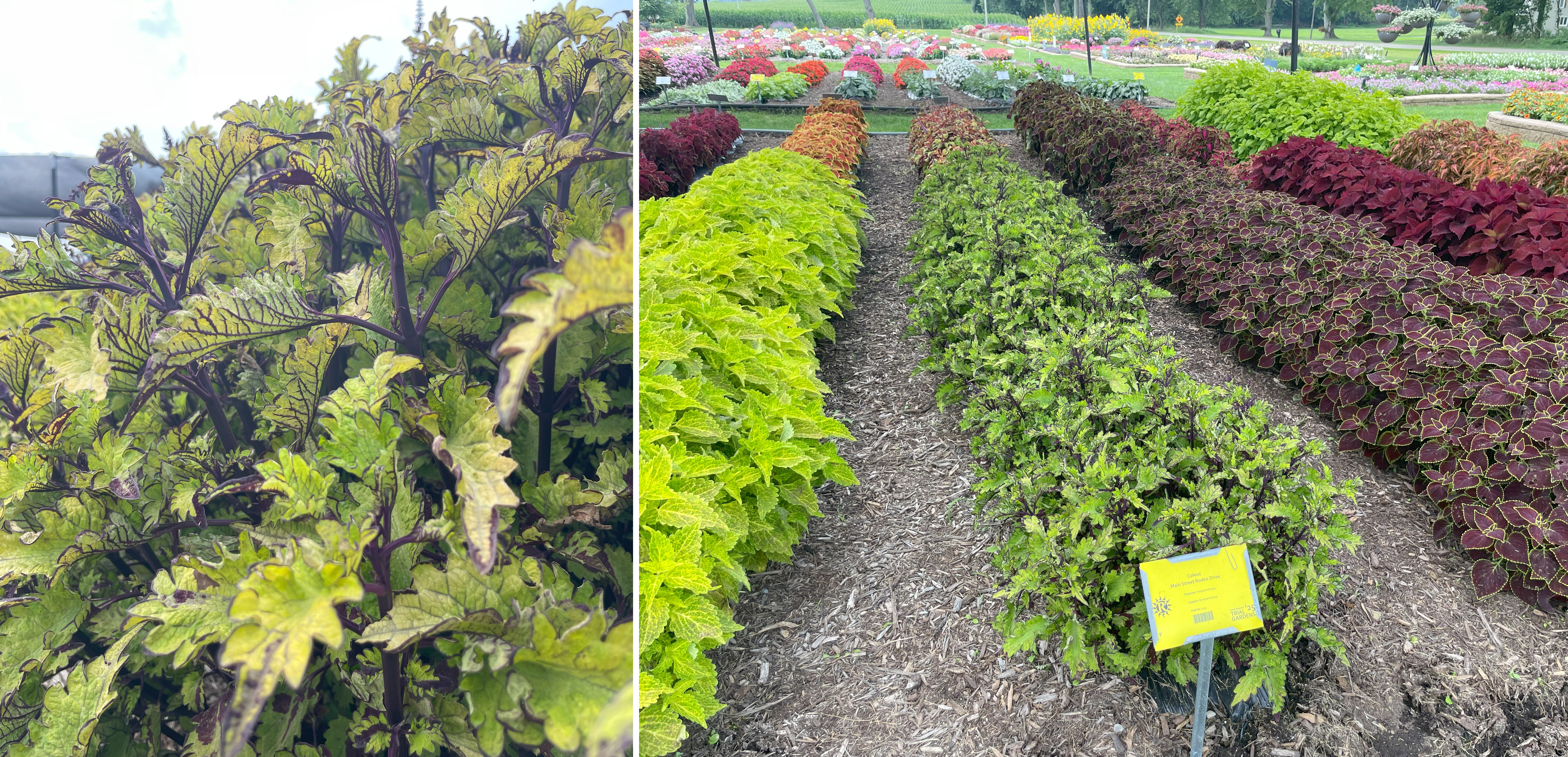 Trial garden planting of coleus, showing a close-up of serrated lime-green leaves with dark purple veins on the left, and long rows of coleus in various colors—including chartreuse, green with purple markings, orange, and burgundy—arranged in neat beds on the right.